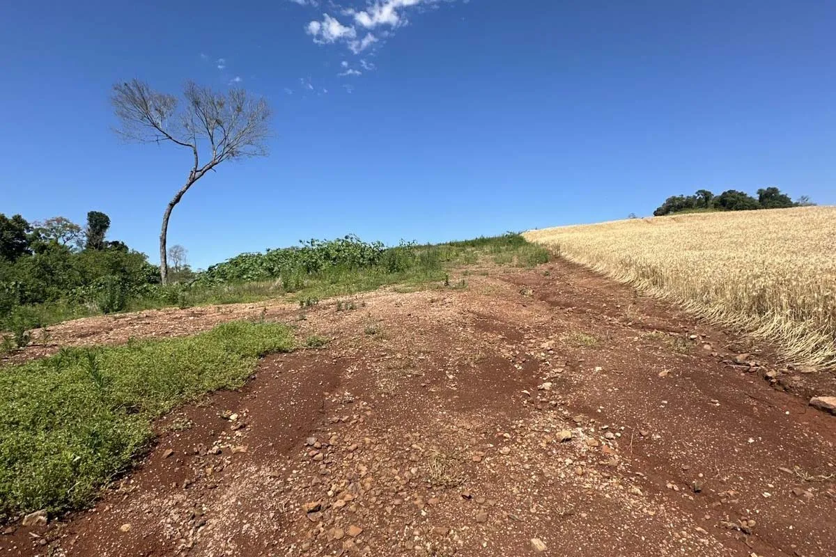 Operação no Paraná flagra desmatamento ilegal em 19 cidades