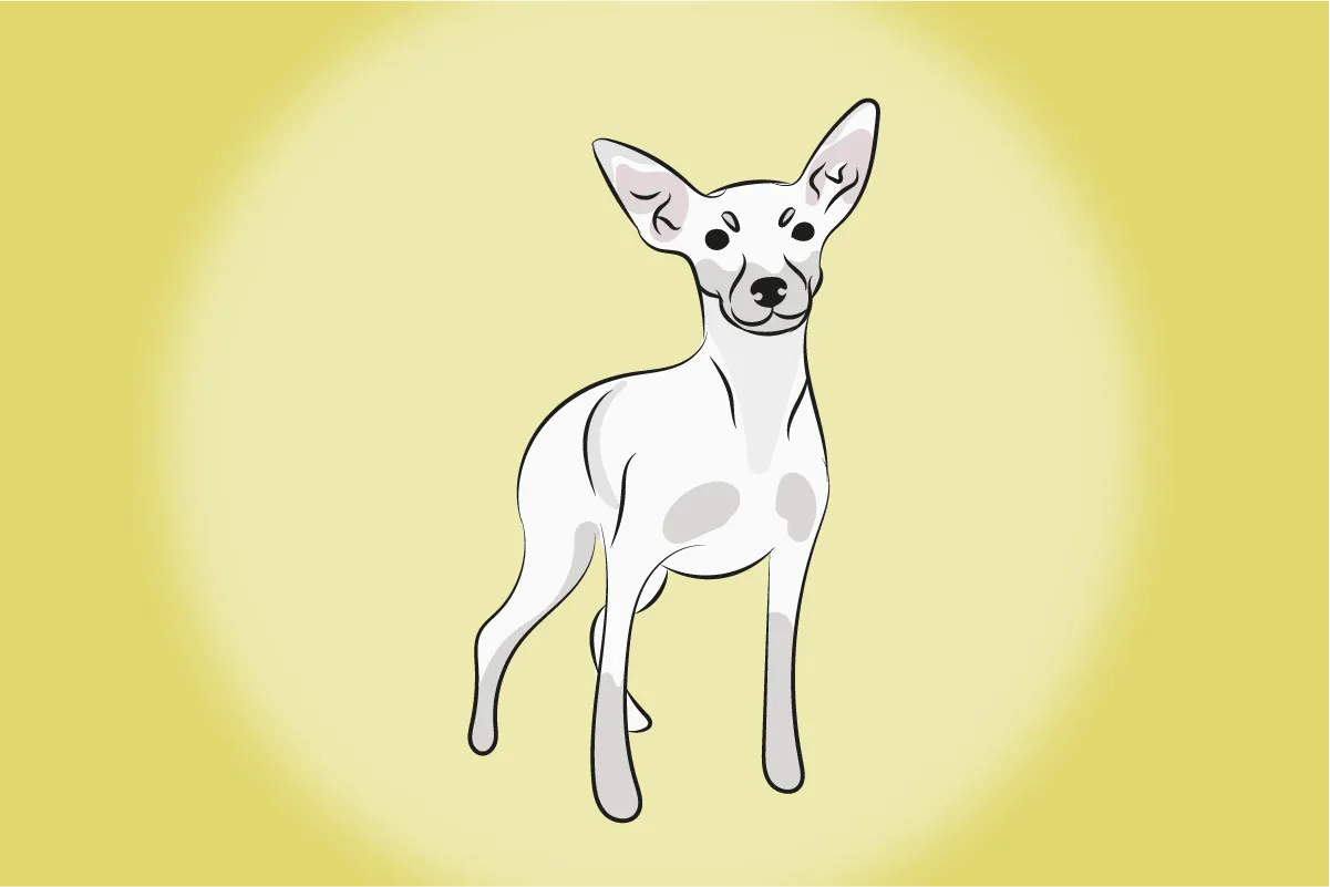 4 características do cachorro pinscher branco 