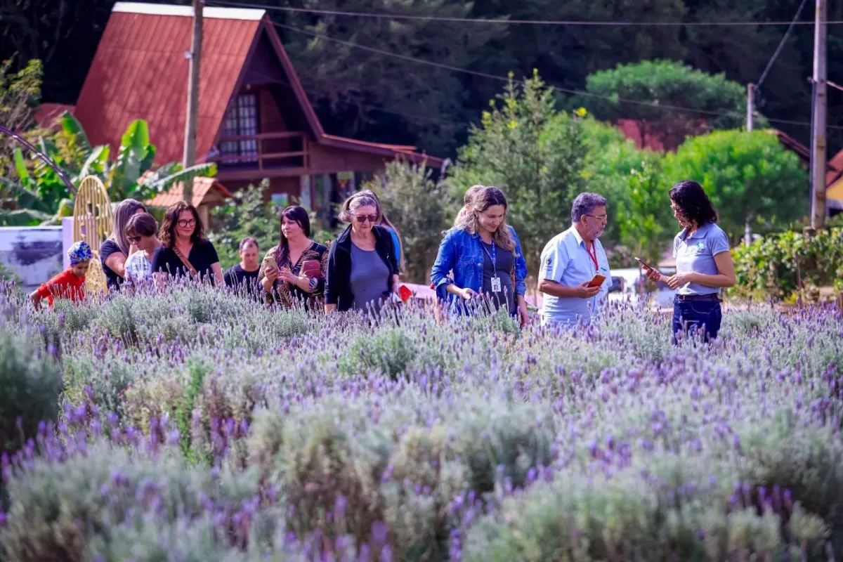 Campo de lavanda perto de Curitiba é atração turística no Paraná