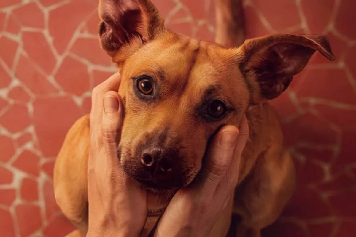 História de Amendoim, o cãozinho de ‘Caramelo’, também daria um filme