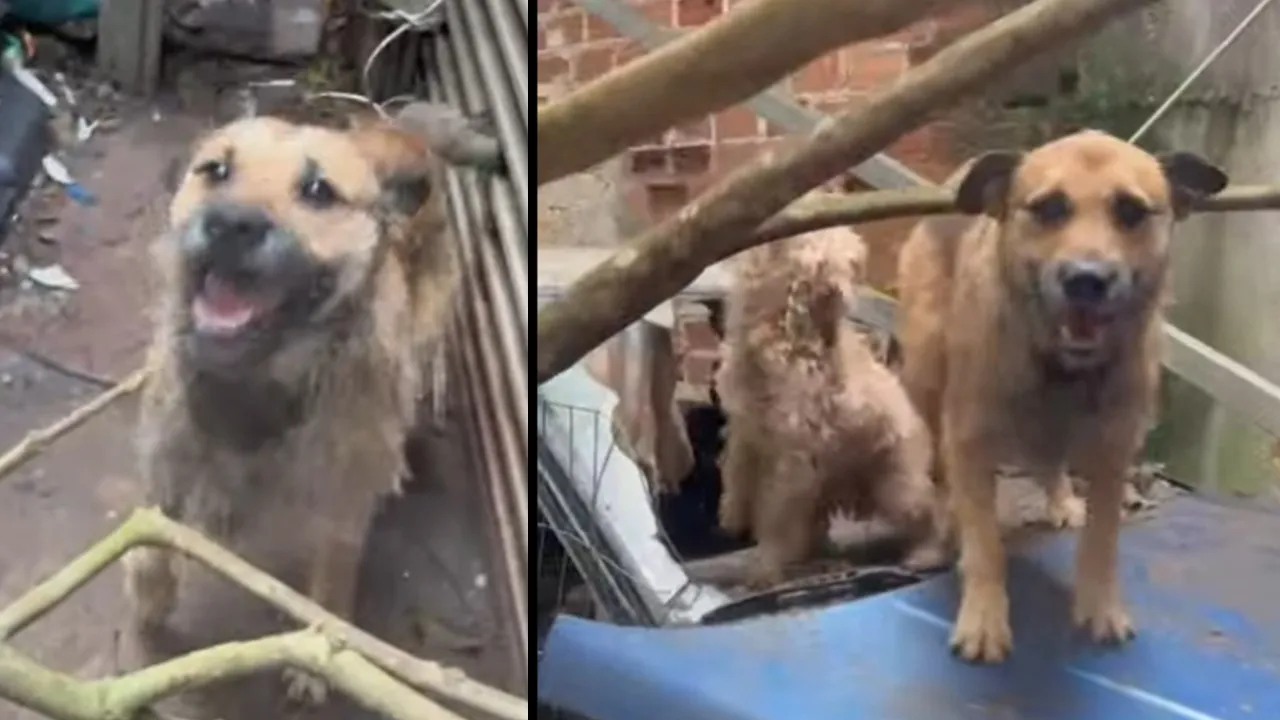 Vereador propõe reparação a animais vítimas de violência em Curitiba