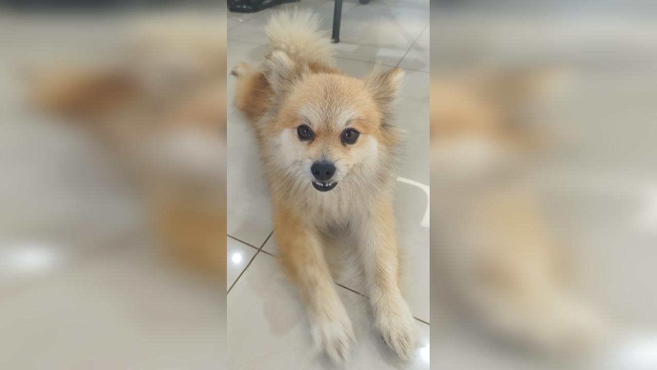 Cachorrinho caramelo é encontrado perto do McDonald’s na Avenida Brasil
