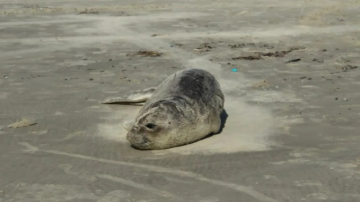 Filhote de elefante-marinho é resgatado após encalhar no Paraná
