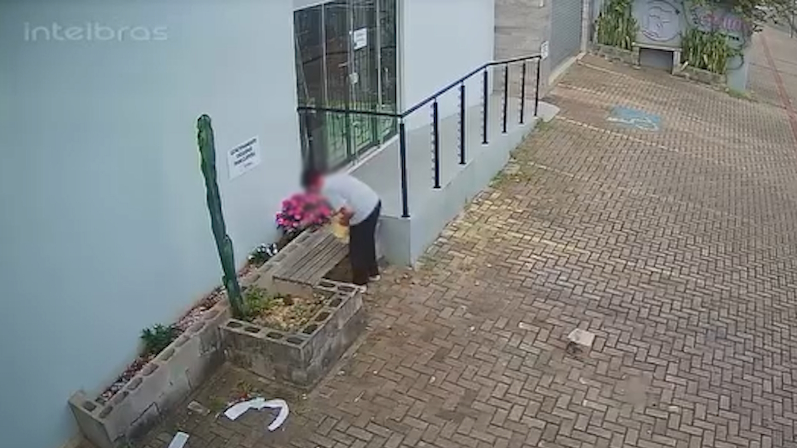 Câmera flagra mulher furtando flores em canteiro no Centro de Cascavel