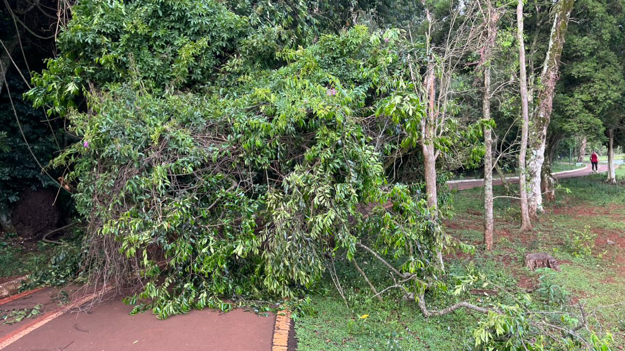 Queda de galhos interdita pista de caminhada no Lago Municipal