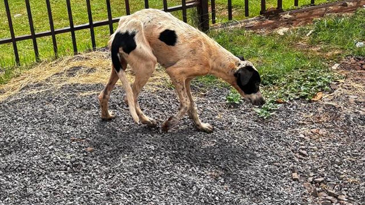 Cachorros sem água, ração e acorrentados: população denuncia maus-tratos