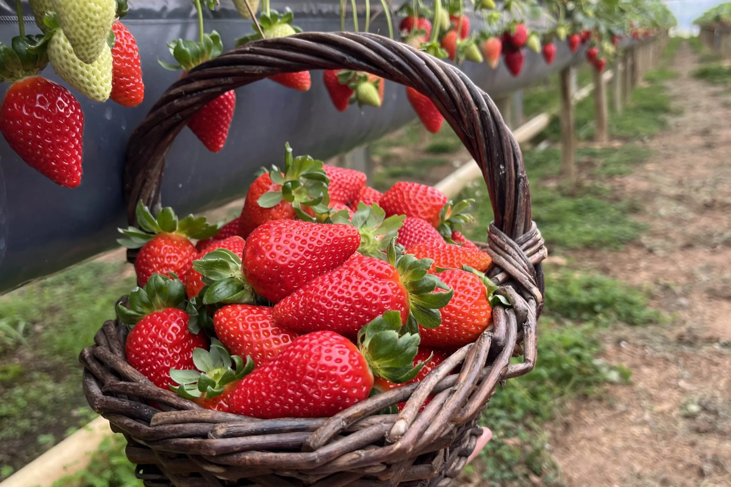 Rota Turística do Morango fica a menos de uma hora de Curitiba e valoriza o local