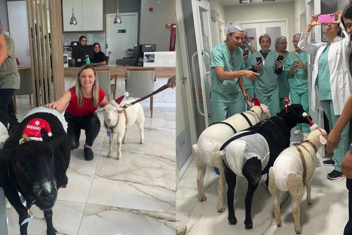 Ovelhas visitam pacientes e levam afeto em hospital de Curitiba