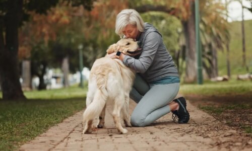 5 dicas para melhorar a comunicação com o seu cão
