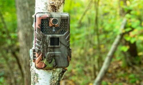 Loch Ness Monster Photographed by Trail Camera? | iHeartRadio