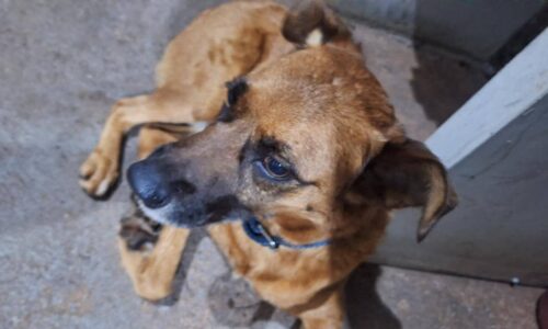 Cachorro é encontrado no bairro Claudete