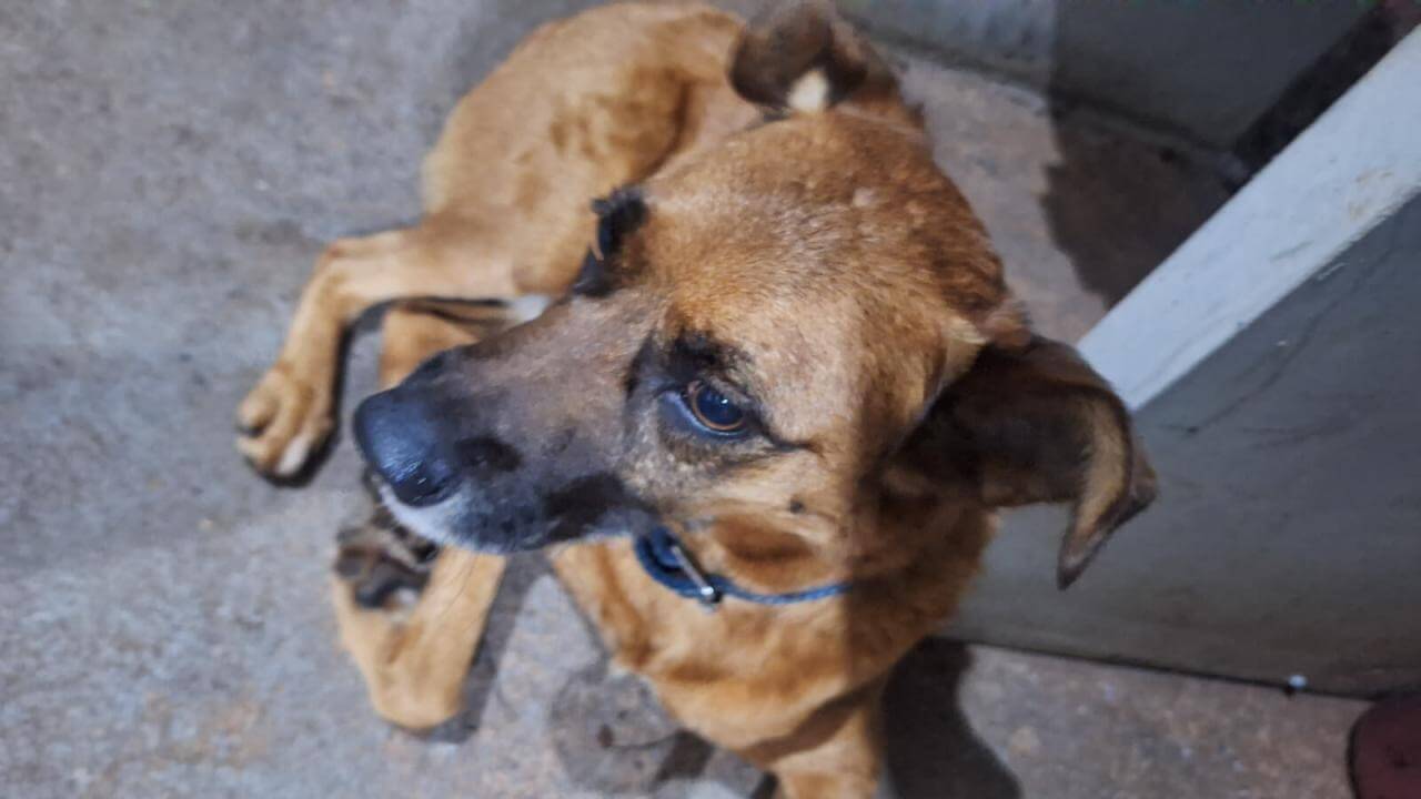 Cachorro é encontrado no bairro Claudete