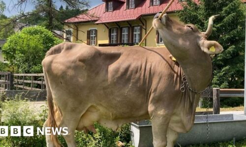 Cow astonishes scientists with rare tool use