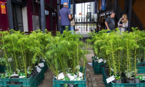 Curitiba distribui 10 mil mudas de árvores gratuitamente a partir de 27 de janeiro
