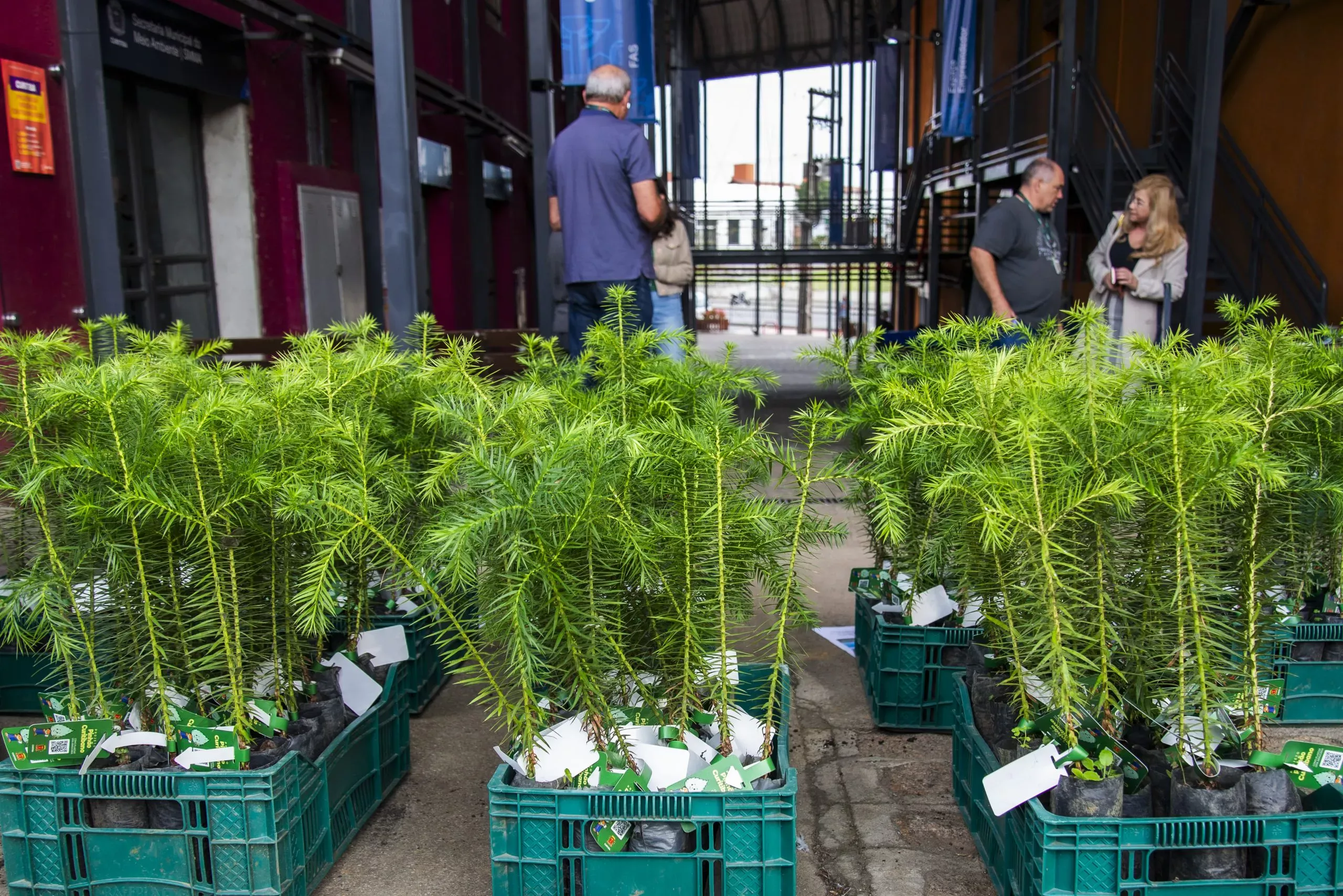 Curitiba distribui 10 mil mudas de árvores gratuitamente a partir de 27 de janeiro