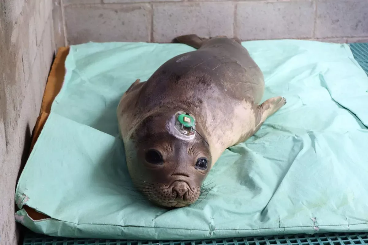 Filhote de elefante-marinho é solto no litoral do Paraná