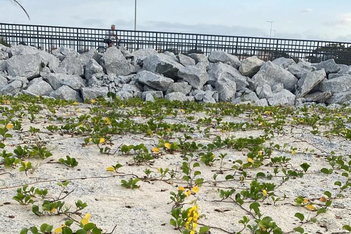 Grande movimento faz polícia intensificar proteção da restinga no litoral do Paraná