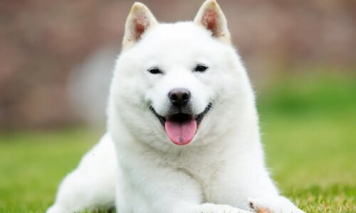 Hokkaido: conheça as características dessa raça de cachorro japonesa 