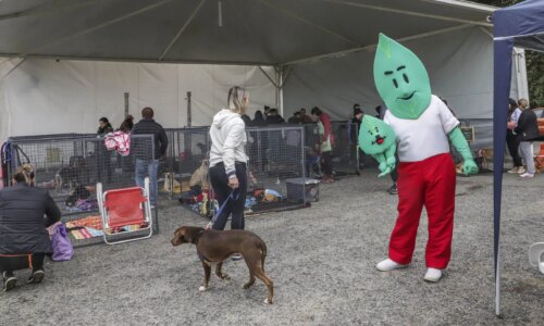 Parque Barigui recebe evento de adoção com 40 cães neste sábado