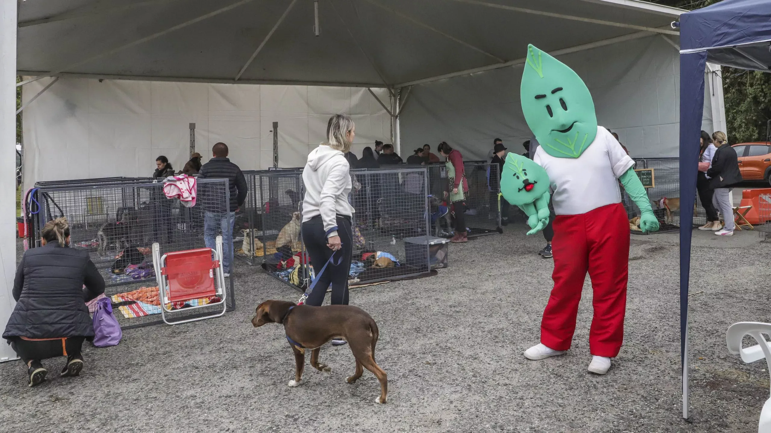 Parque Barigui recebe evento de adoção com 40 cães neste sábado