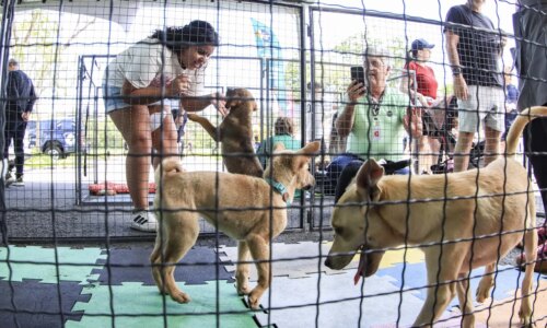 Parque Barigui recebe feira de adoção com 40 cães e gatos neste sábado