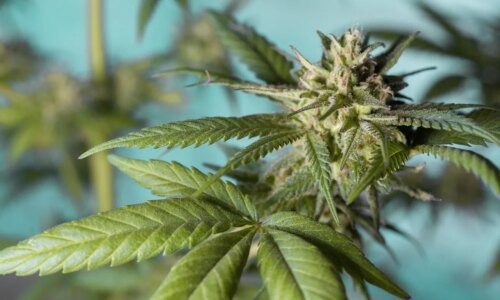 Pé de maconha gigante é apreendido no interior do Paraná