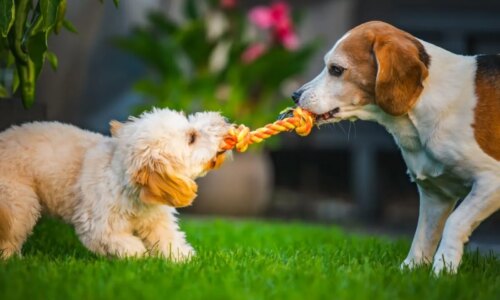 Pets estressados nas férias: 5 dicas para reduzir o impacto de mudanças