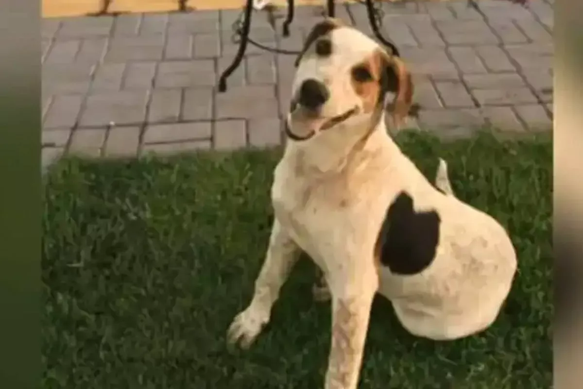 Quem matou o abacate? Cão comunitário dócil foi morto com um tiro no Paraná