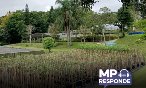 Questões tratam de arrancar mudas e de plantar árvores em locais públicos