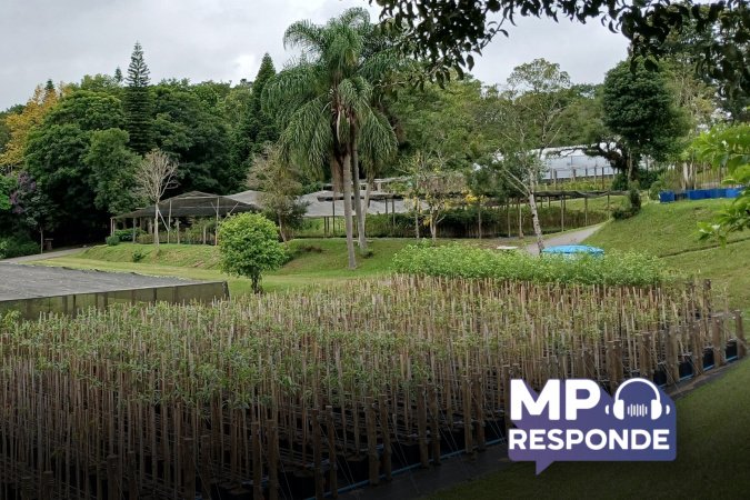 Questões tratam de arrancar mudas e de plantar árvores em locais públicos