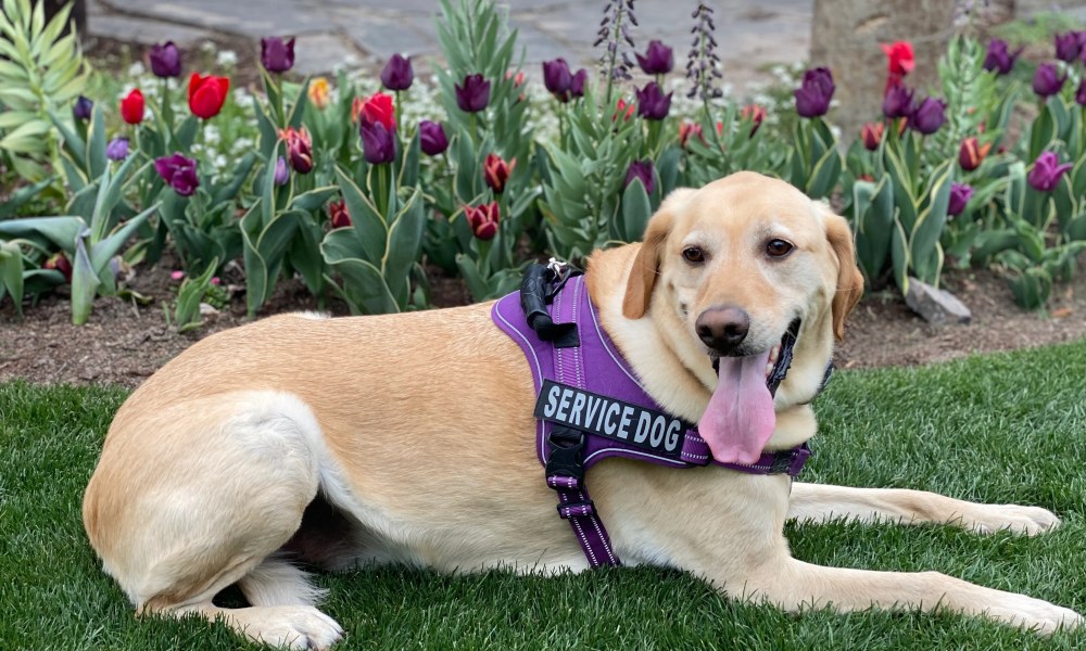 Understanding service animals, ESAs and public access