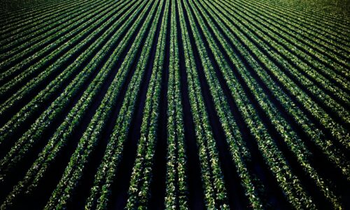 O agro que captura carbono: como produtores estão lucrando com a sustentabilidade?