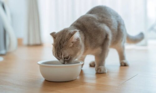 Não cometa estes 7 erros na alimentação do seu cachorro ou gato