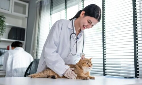 FIV e FELV em gatos: conheça os sintomas e as formas de transmissão