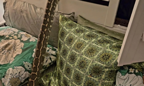 Mulher australiana acorda no meio da noite com enorme cobra píton enrolada sobre o peito