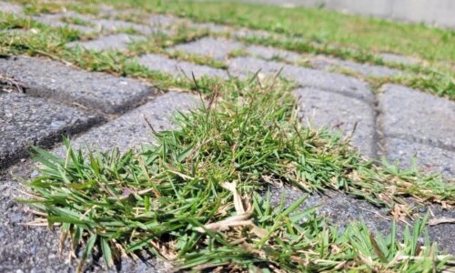 solução caseira, simples e eficaz elimina problema de vez