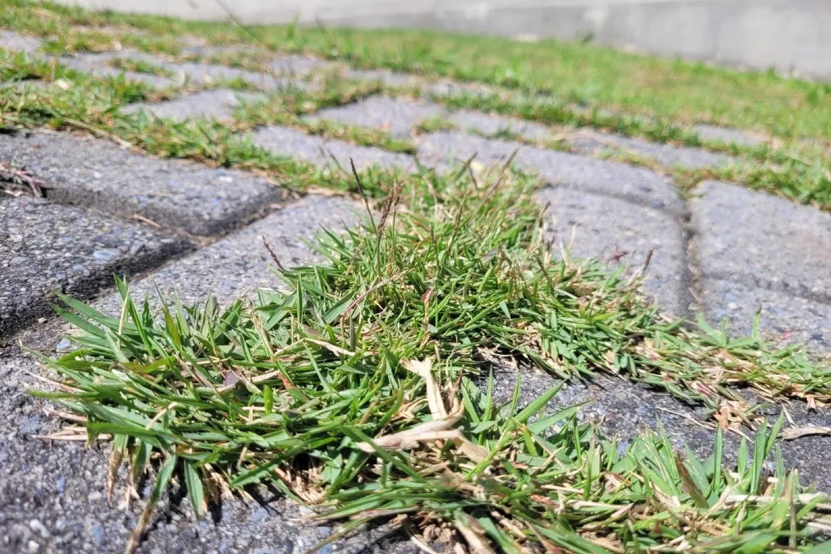 solução caseira, simples e eficaz elimina problema de vez