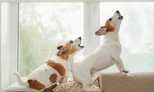 Seu cachorro gosta de latir? Veja 10 nomes perfeitos para ele 