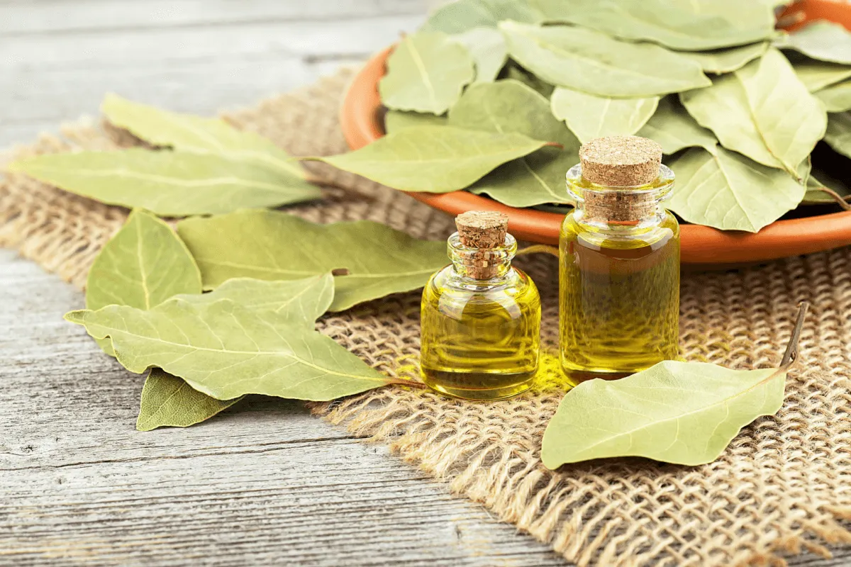 Folha de louro: 6 maneiras de melhorar a saúde com a planta