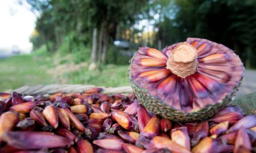 Quando começa? Nova regra adia colheita e venda do pinhão no Paraná em 2026