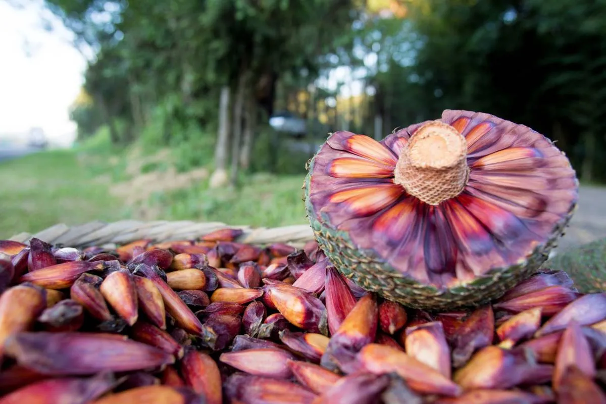 Quando começa? Nova regra adia colheita e venda do pinhão no Paraná em 2026