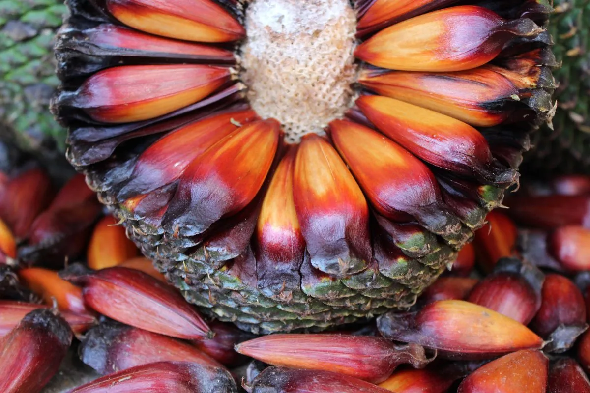 Paraná adia início da colheita do pinhão em 2026