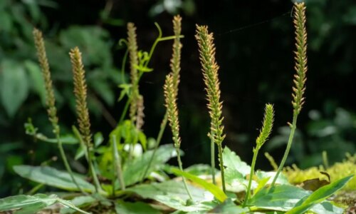 Tanchagem: 8 benefícios da planta e como usá-la no dia a dia