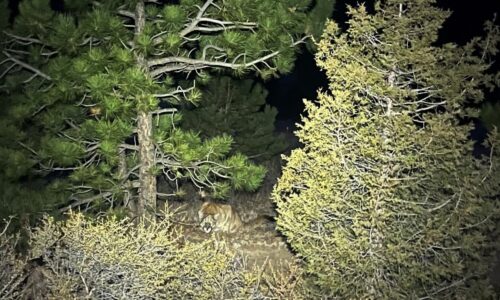 Suspected fatal mountain lion attack follows earlier encounter on trail