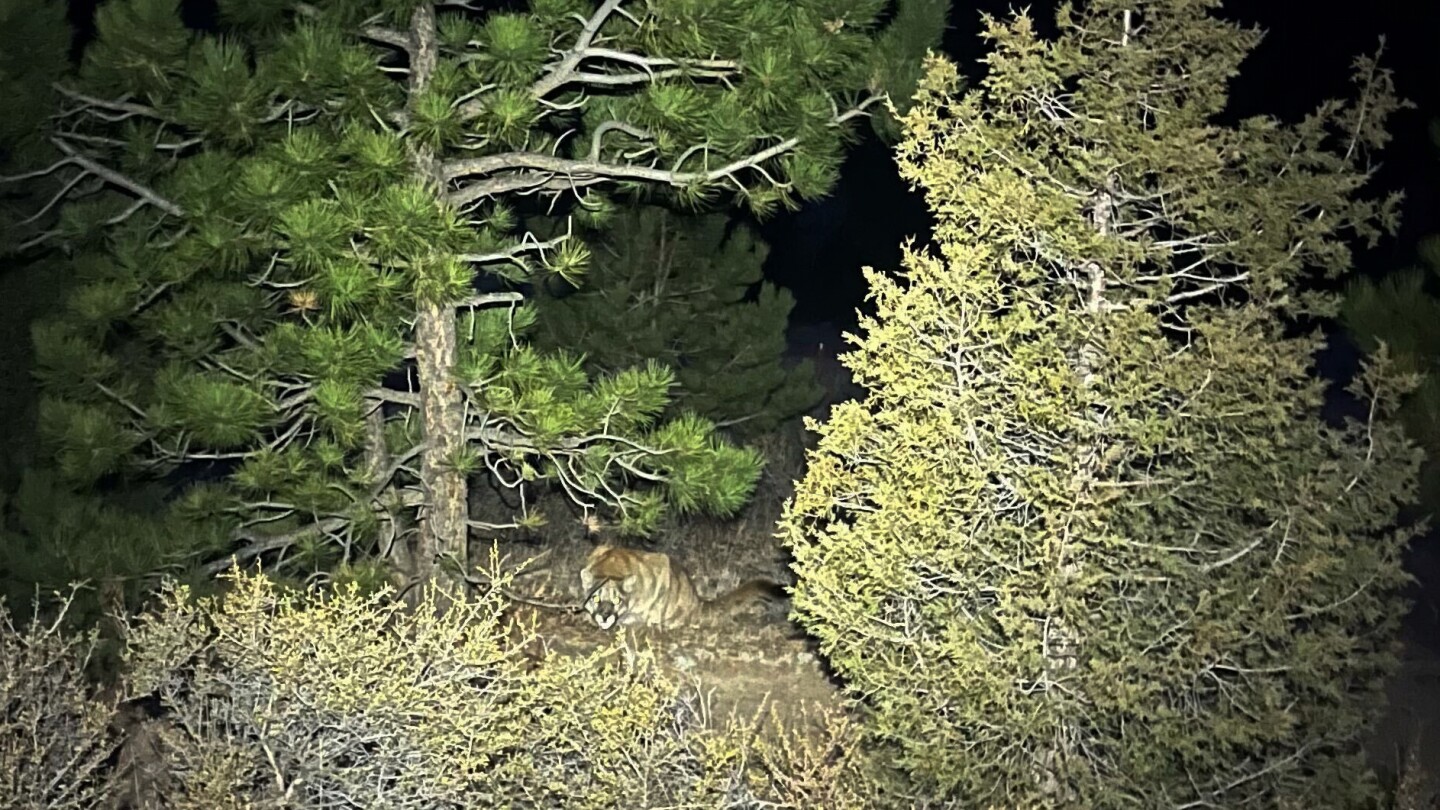 Suspected fatal mountain lion attack follows earlier encounter on trail