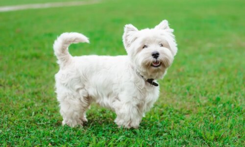 Dose de fofura: 7 raças de cachorro pequenas e brancas