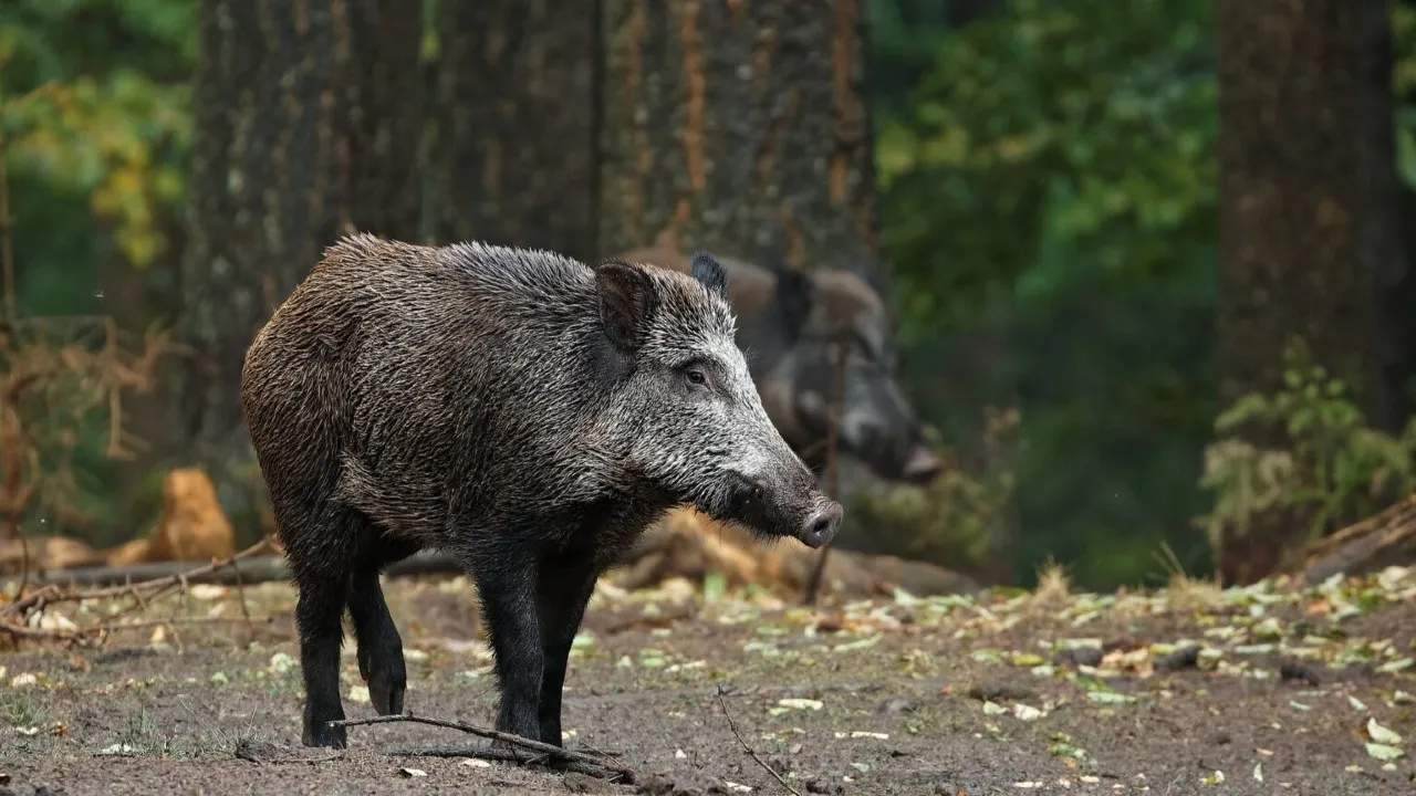 1,6 mil animais morrem por ano em rodovia de Curitiba, revela UFPR