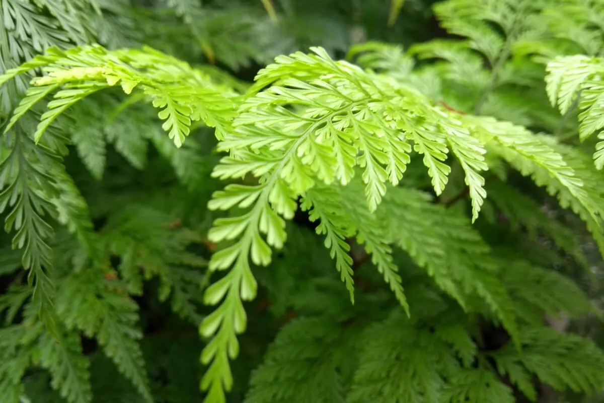 5 plantas fáceis de cuidar para ter em casa e deixar o ambiente mais verde