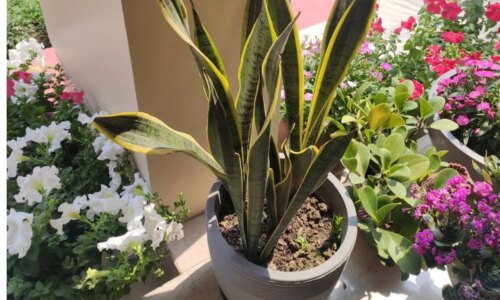 6 plantas que trazem sorte e proteção para a sua casa