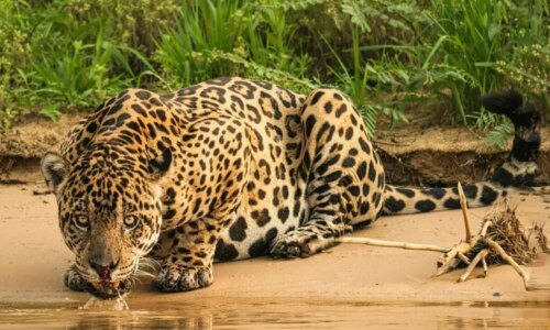 7 diferenças entre o leopardo e a onça-pintada 